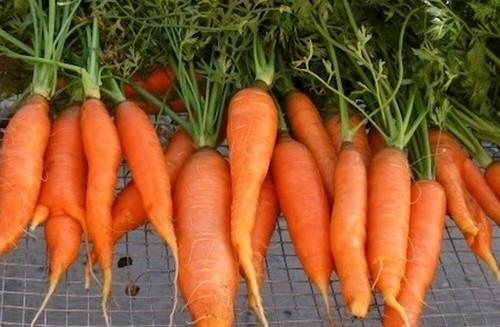 carrot 14310